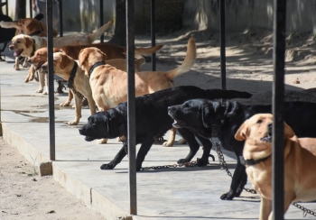 सैनिक जवानभन्दा कुकुरको भत्ता बढी !