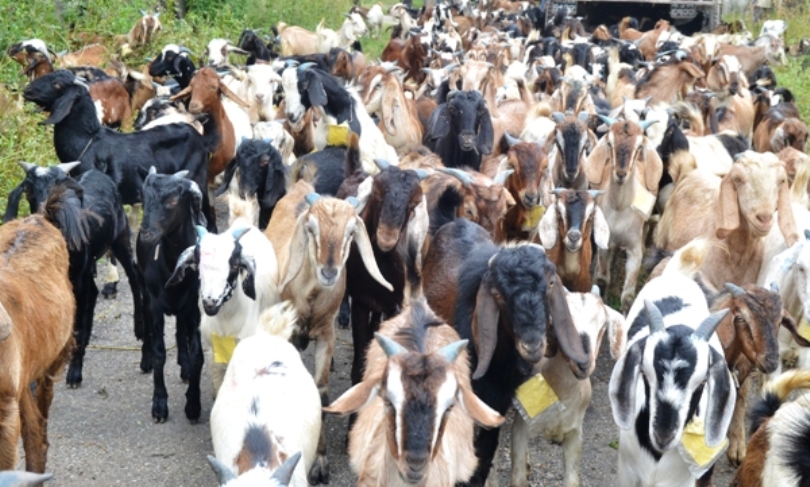 दशैंका लागि खाद्य व्यवस्था कम्पनीले कात्तिक ३ गतेदेखि खसीबोका बिक्री गर्ने