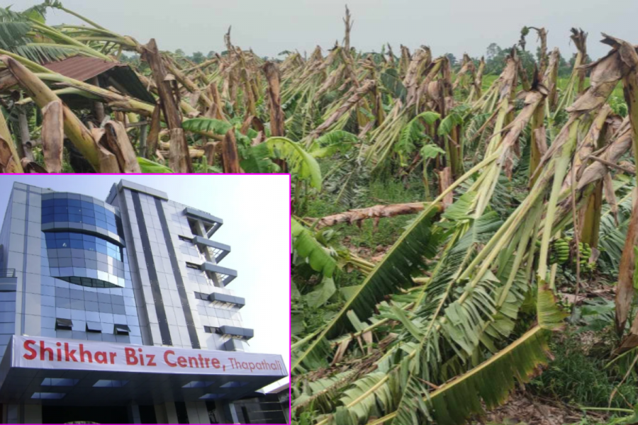 चितवनमा केरा खेतीमा ठूलो क्षति : शिखर इन्स्योरेन्सलाई १२ करोडको भार