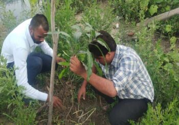 समृद्धि फाइनान्सको औरही शाखाद्वारा बृक्षरोपण 