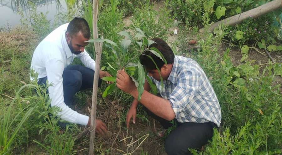 समृद्धि फाइनान्सको औरही शाखाद्वारा बृक्षरोपण 
