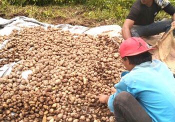 अब आलु खेतीको पनि बीमा